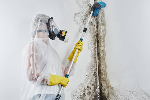 Best Same-Day Mold Removal  in Fish Hawk, FL
