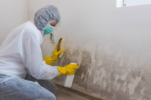 Best Attic Mold Removal  in Fish Hawk, FL