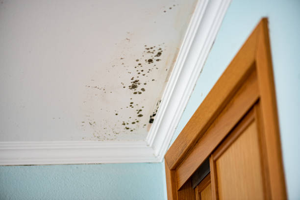 Water Damage Restoration in Fish Hawk, FL