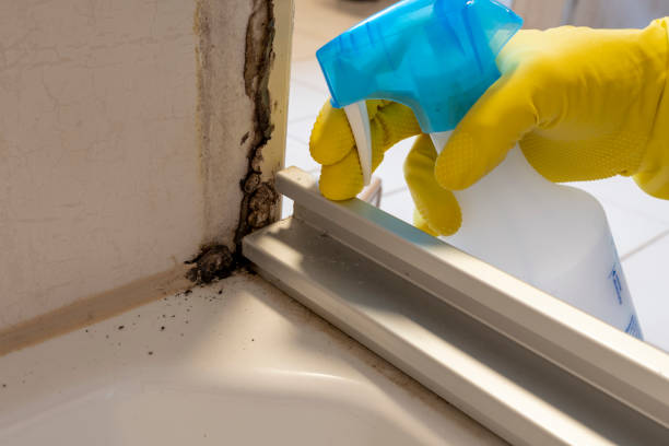 Best Emergency Mold Removal  in Fish Hawk, FL
