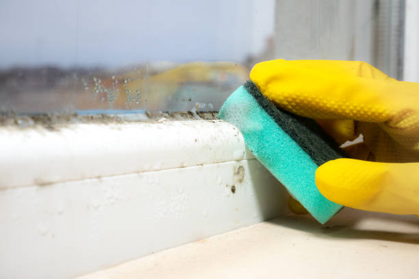 Best Office Mold Removal Services  in Fish Hawk, FL