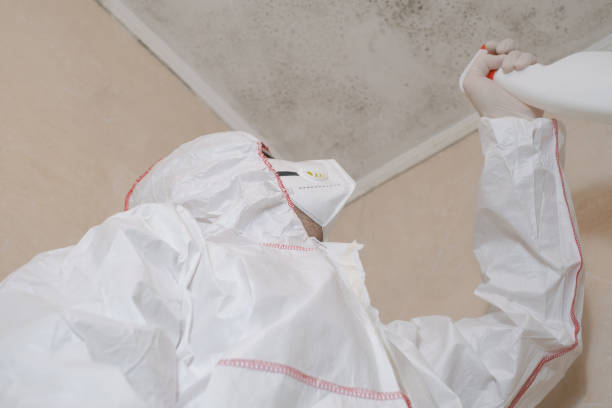 Best Attic Mold Removal  in Fish Hawk, FL