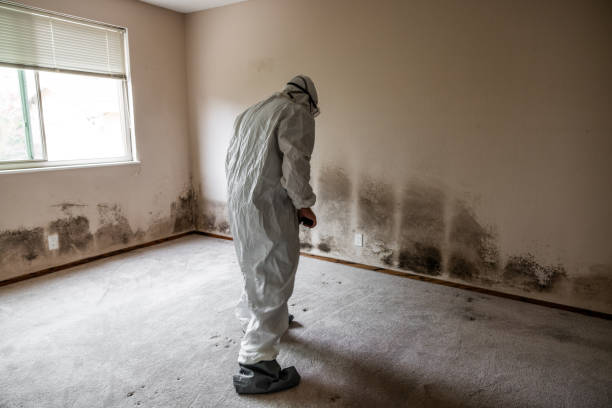 Best Crawl Space Mold Removal  in Fish Hawk, FL