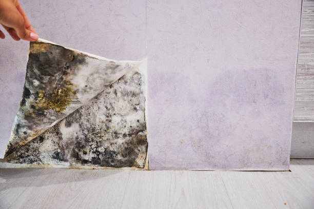 Best Emergency Mold Removal  in Fish Hawk, FL